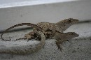 mating lizards