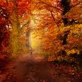 fall foliage