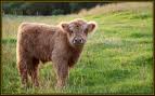 calf