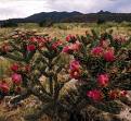 cholla cactus