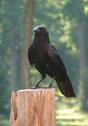 crow on a post