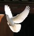doves