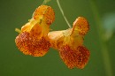 wild flower