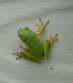 frog