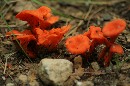 fungus