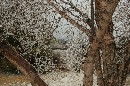 ice covered tree