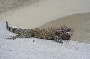 iguana