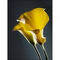 callow lily
