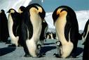 penguins