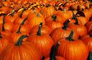 pumpkins