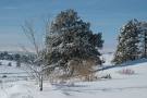 snow covered field